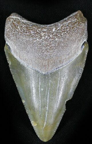 Bone Valley Megalodon Tooth #22909